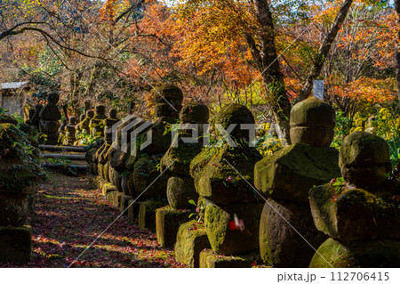 道隆寺跡の紅葉風景（肝属郡肝付町） 112706415
