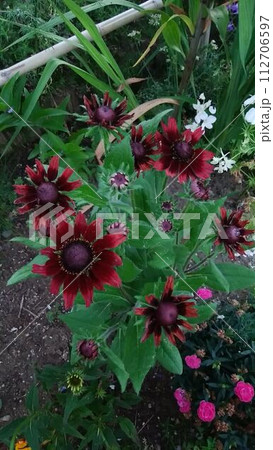 赤と黒の花011 112706597