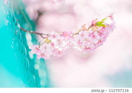 桜 112707116