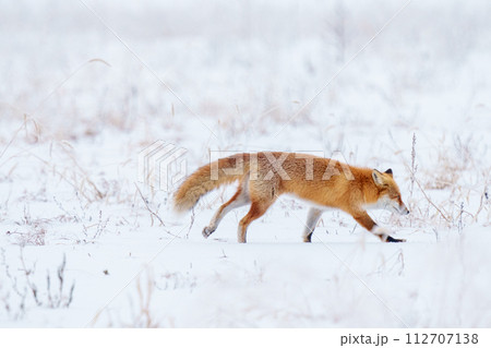 雪原を歩くキタキツネ 冬の北海道観光 可愛い野生動物 雪原を歩くキタキツネ 冬の北海道観光 可愛い野生動物 112707138