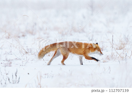雪原を歩くキタキツネ 冬の北海道観光 可愛い野生動物 雪原を歩くキタキツネ 冬の北海道観光 可愛い野生動物 112707139