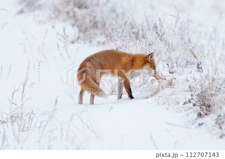 雪原を歩くキタキツネ 冬の北海道観光 可愛い野生動物 雪原を歩くキタキツネ 冬の北海道観光 可愛い野生動物 112707143