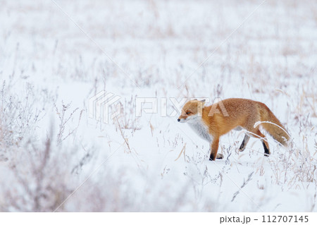 雪原を歩くキタキツネ 冬の北海道観光 可愛い野生動物 雪原を歩くキタキツネ 冬の北海道観光 可愛い野生動物 112707145