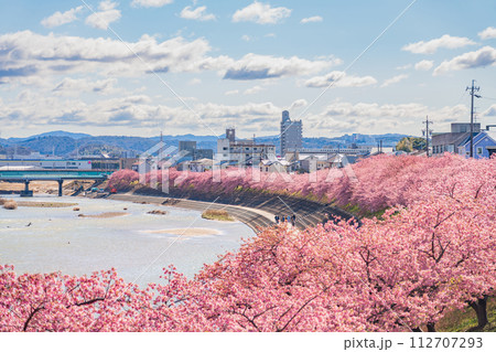 春の乙川河川敷、満開の葵桜(河津桜)〈愛知県岡崎市〉 春の乙川河川敷、満開の葵桜(河津桜)〈愛知県岡崎市〉 112707293