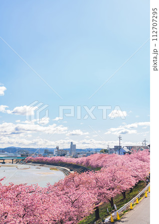 春の乙川河川敷、満開の葵桜（河津桜）〈愛知県岡崎市〉 112707295