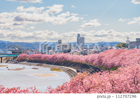 春の乙川河川敷、満開の葵桜(河津桜)〈愛知県岡崎市〉 春の乙川河川敷、満開の葵桜(河津桜)〈愛知県岡崎市〉 112707296