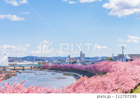 春の乙川河川敷、満開の葵桜（河津桜）〈愛知県岡崎市〉 112707299