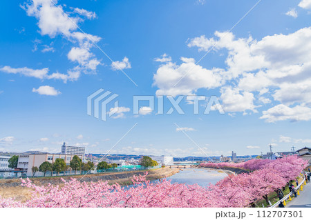 春の乙川河川敷、満開の葵桜(河津桜)〈愛知県岡崎市〉 春の乙川河川敷、満開の葵桜(河津桜)〈愛知県岡崎市〉 112707301