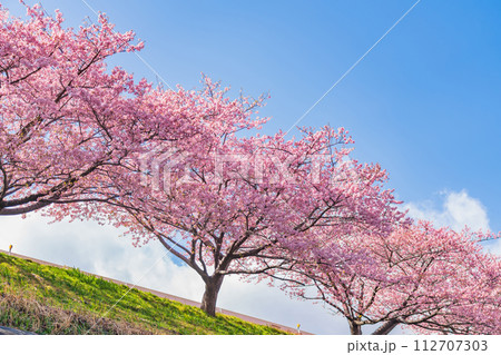 春の乙川河川敷、満開の葵桜（河津桜）〈愛知県岡崎市〉 112707303