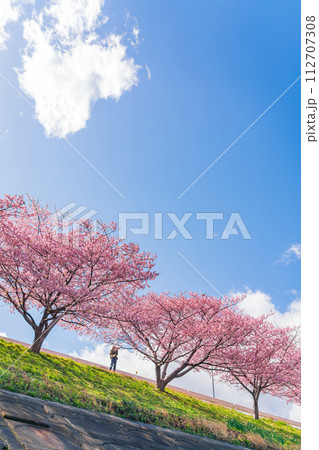 春の乙川河川敷、満開の葵桜（河津桜）〈愛知県岡崎市〉 112707308