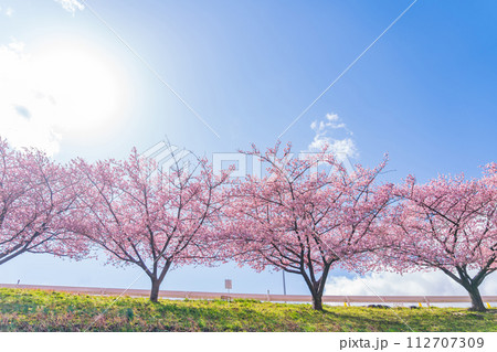 春の乙川河川敷、満開の葵桜(河津桜)〈愛知県岡崎市〉 春の乙川河川敷、満開の葵桜(河津桜)〈愛知県岡崎市〉 112707309