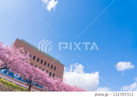 春の乙川河川敷、満開の葵桜（河津桜）〈愛知県岡崎市〉 112707311