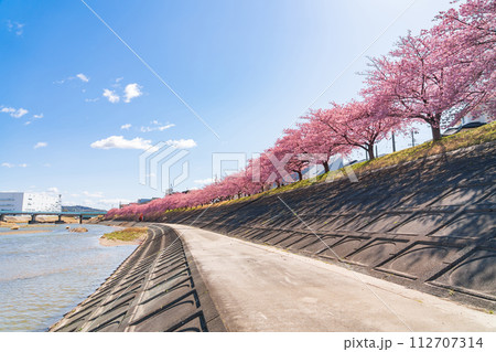 春の乙川河川敷、満開の葵桜(河津桜)〈愛知県岡崎市〉 春の乙川河川敷、満開の葵桜(河津桜)〈愛知県岡崎市〉 112707314