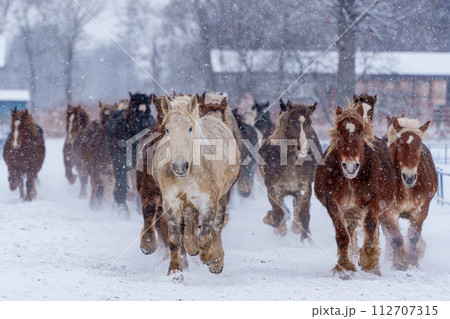 十勝牧場の馬追い運動 冬の北海道風観光(冬のイベント) 十勝牧場の馬追い運動 冬の北海道風観光(冬のイベント) 112707315