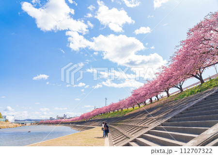 春の乙川河川敷、満開の葵桜（河津桜）〈愛知県岡崎市〉 112707322