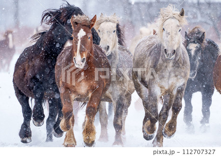 十勝牧場の馬追い運動　冬の北海道風観光（冬のイベント） 112707327