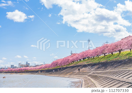 春の乙川河川敷、満開の葵桜（河津桜）〈愛知県岡崎市〉 112707330