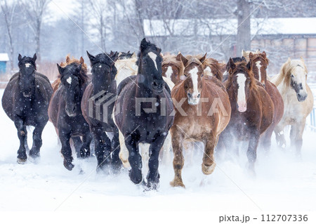 十勝牧場の馬追い運動　冬の北海道風観光（冬のイベント） 112707336