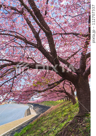 春の乙川河川敷、満開の葵桜（河津桜）〈愛知県岡崎市〉 112707337