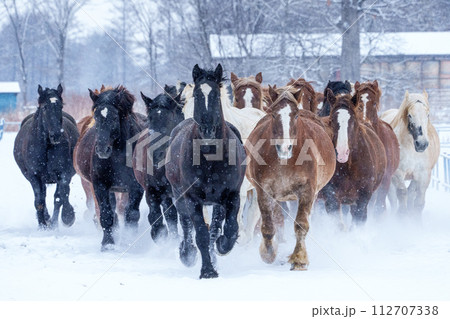 十勝牧場の馬追い運動 冬の北海道風観光(冬のイベント) 十勝牧場の馬追い運動 冬の北海道風観光(冬のイベント) 112707338