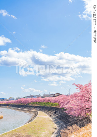 春の乙川河川敷、満開の葵桜（河津桜）〈愛知県岡崎市〉 112707345