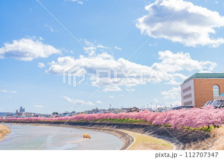 春の乙川河川敷、満開の葵桜（河津桜）〈愛知県岡崎市〉 112707347