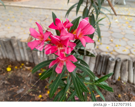 beautiful pink lily flower in garden 112707391
