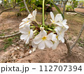 white flowers of orchid 112707394