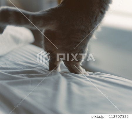 子猫の短足マンチカン 子猫の短足マンチカン 112707523