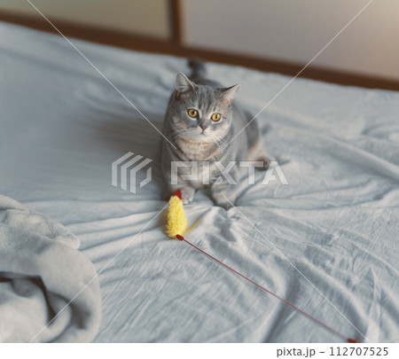 子猫の短足マンチカン 112707525