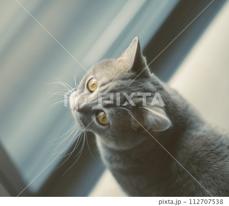 子猫の短足マンチカン 子猫の短足マンチカン 112707538