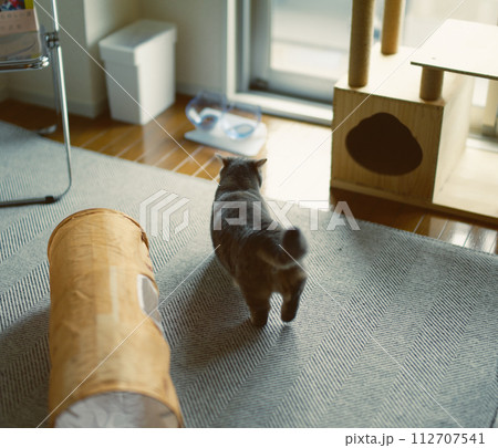 子猫の短足マンチカン 112707541