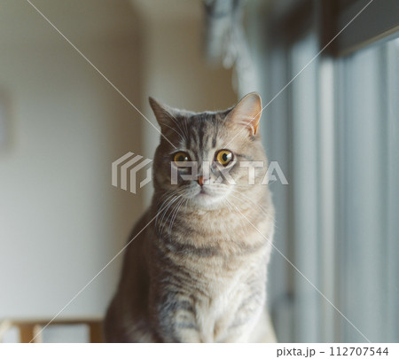 子猫の短足マンチカン 112707544