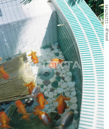 夏の金魚鉢 112707545