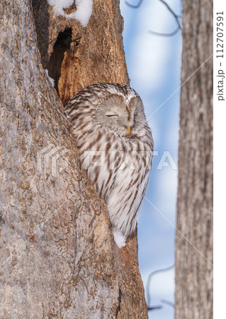 雪とエゾフクロウ　北海道の野生動物 112707591