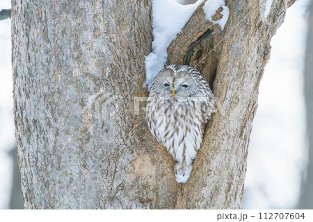 雪とエゾフクロウ 北海道の野生動物 雪とエゾフクロウ 北海道の野生動物 112707604