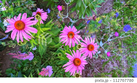 ピンクの花013 112707780