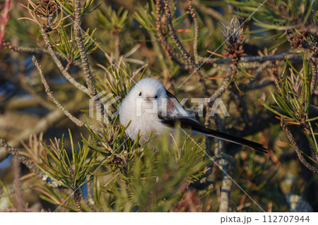 雪の妖精　シマエナガ　北海道の可愛い野生動物 112707944