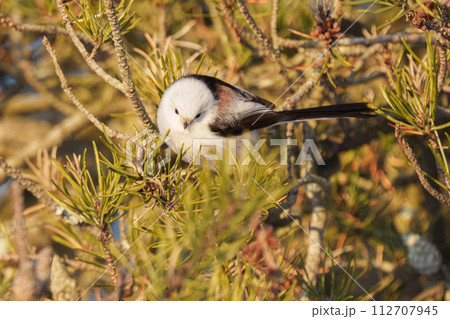 雪の妖精　シマエナガ　北海道の可愛い野生動物 112707945