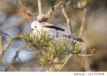 雪の妖精　シマエナガ　北海道の可愛い野生動物 112707946