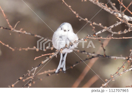 雪の妖精　シマエナガ　北海道の可愛い野生動物 112707965