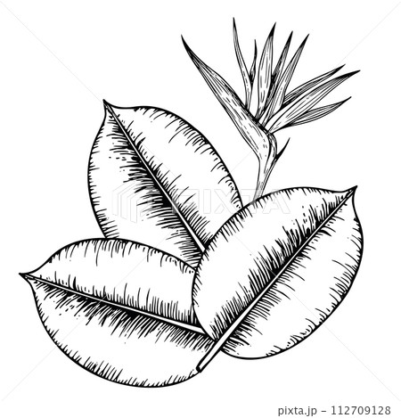 Tropical vector composition with Bird of Paradise or Strelitzia reginae flower and ficus leaves illustration on isolated background. Beautiful botanical hand painted exotic element. For designers, spa Tropical vector composition with Bird of Paradise or Strelitzia reginae flower and ficus leaves illustration on isolated background. Beautiful botanical hand painted exotic element. For designers, spa 112709128