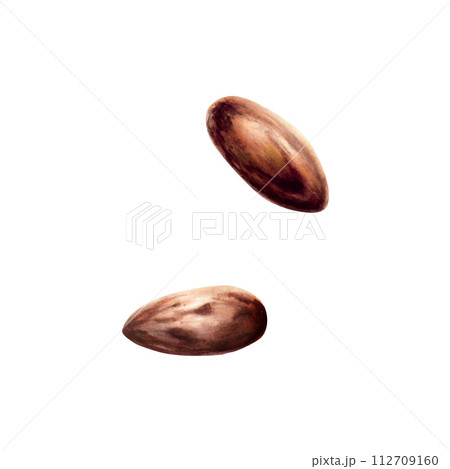 Watercolor dry cocoa beans or almond. Hand drawn burlap sack realistic organic superfood illustration isolated on white background. For designers, packaging design, menu, decoration, postcards, 112709160
