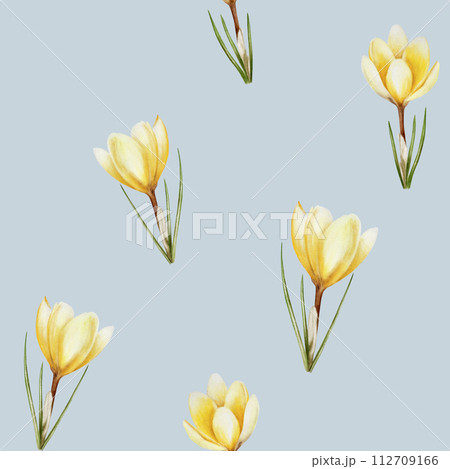 Watercolor seamless pattern with yellow blooming crocus flowers isolated on background. Spring and easter botanical hand painted saffron illustration. For designers, wedding, decoration, postcards, 112709166