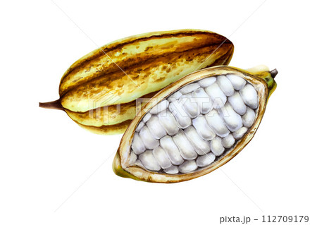 Watercolor composition with open cocoa pod, fruit. Hand drawn half cacao, beens, realistic organic superfood illustration isolated on white background. For designers, packaging design, menu, 112709179