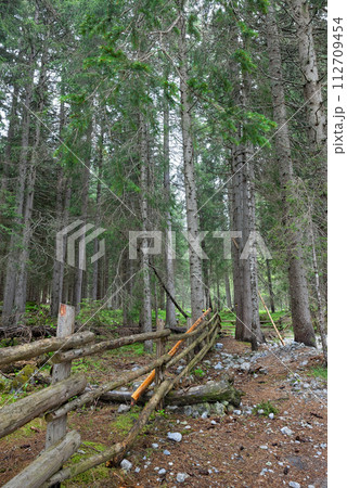 tall trees in the forest tall trees in the forest 112709454