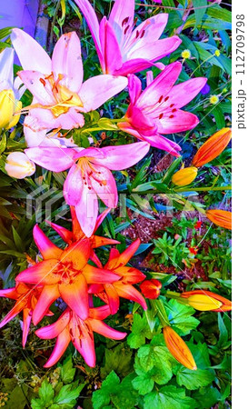 ビビットな花019 112709798