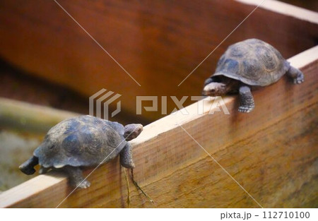 向き合う子亀 112710100
