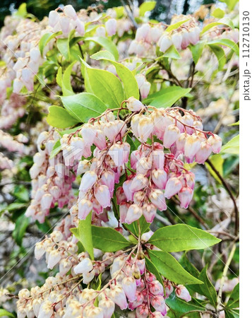 赤いアセビの花 赤いアセビの花 112710130