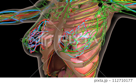 female lymph nodes anatomy with internal organs for medical concept 3d rendering 112710177